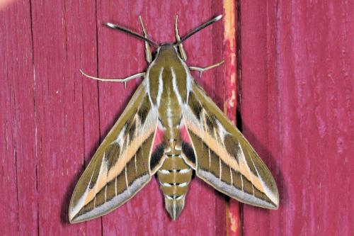 Hyles livornica